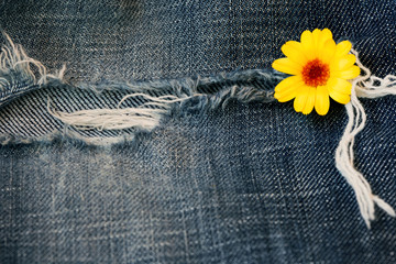 shabby jeans texture with yellow flower - 96983110