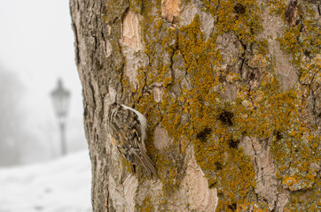 Eurasian treecreeper