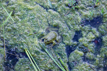 background  with green  frog