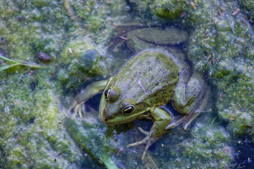 telmicolous green  frog