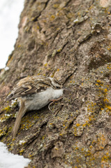 Eurasian treecreeper