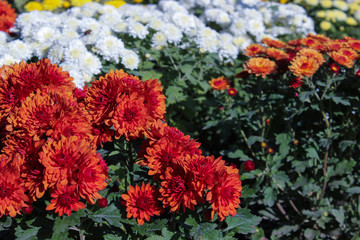 garden red aster flowers