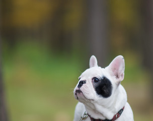 White french bulldog puppy