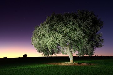 Noche en la campi&ntilde;a