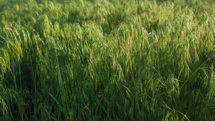 green wild oats field