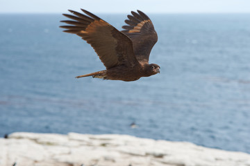 Striated Caracara (Phalcoboenus australis) flying along the cliffs of Sealion Island in the Falkland Islands.