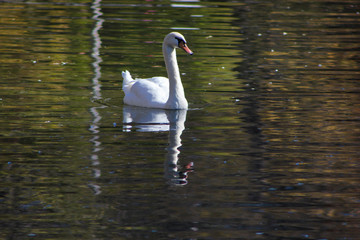 Naklejka premium white wild swan
