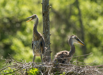 Young Great Blue Herons
