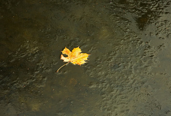 Yellow maple leaf frozen in the frozen river.Horizontal.