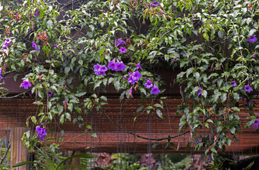 Fototapeta na wymiar Garden detail with climbing plants and flowers suspended