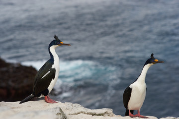 Imperial Shag (Phalacrocorax atriceps albiventer) on the cliffs of Sealion Island in the Falkland Islands.