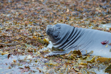 Southern Elephant Seal pup (Mirounga leonina) learning to swim in a small pool on Sealion Island in the Falkland Islands.