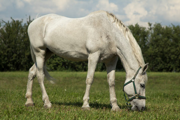 Naklejka na ściany i meble beautiful white horse