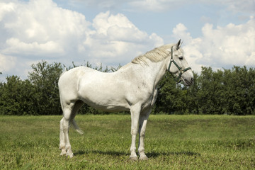  horse walking in a meadow
