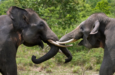 Two Asian elephants playing with each other. Indonesia. Sumatra. Way Kambas National Park.  An excellent illustration.