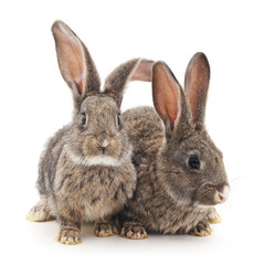 Obraz premium Baby rabbits.