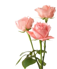 Afwasbaar Fotobehang Rozen three pink  roses isolated on white