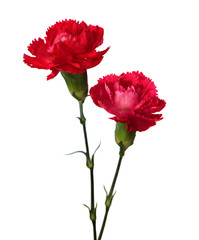 Two carnations  isolated on white background.