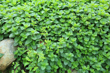 mint plant grow at vegetable garden