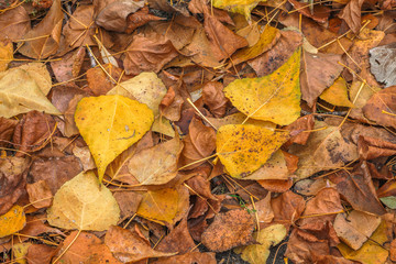 Fading autumn leaves. Top view.