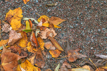 Fading autumn leaves. Top view.