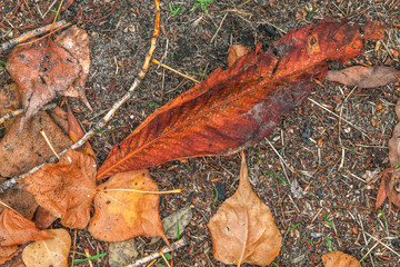 Fading autumn leaves. Top view.