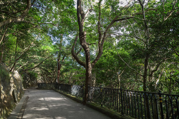 Fototapeta premium Lugard Road shaded by trees at the Victoria Peak in Hong Kong, China.