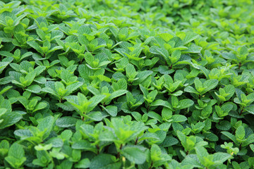 Fototapeta na wymiar mint plant grow at vegetable garden