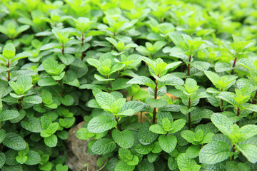 mint plant grow at vegetable garden