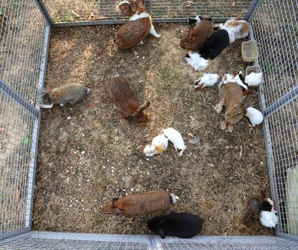 metal cage with many rabbits