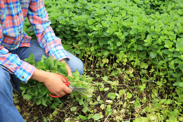 Naklejka premium gardener picking mint plant at vegetable garden