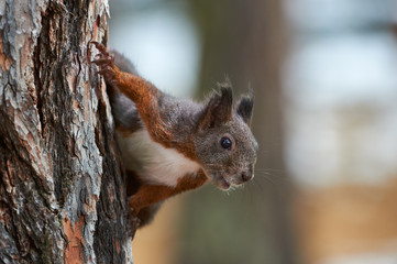 Naklejka na ściany i meble Curious European Squirrel