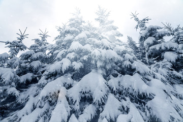 Trees covered with hoarfrost and snow in mountains