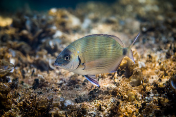 Underwater Scene. A Fish in it's Natural Habitat.