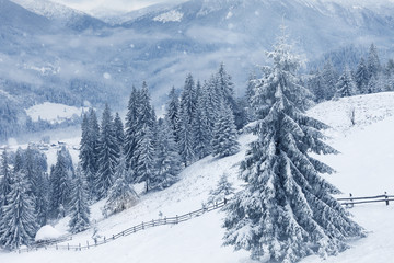 Trees covered with hoarfrost and snow in mountains