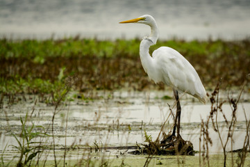 Great Egret