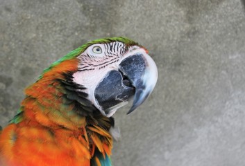 Parrot blue-and-orange macaw parrot (ara ararauna) perched background copy space stock, photo, photograph, image, picture, press, 