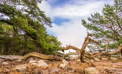 Trollwald auf &Ouml;land, Schweden