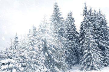 Fototapeta premium Trees covered with hoarfrost and snow in mountains
