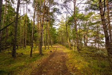 Trollwald auf Öland, Schweden