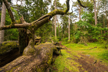 Trollwald auf &Ouml;land, Schweden