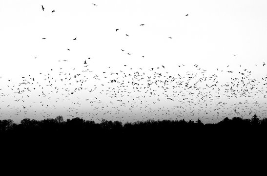 Flock of Birds in Black and White