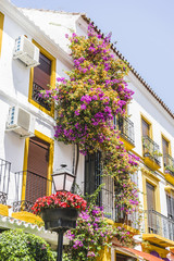Fototapeta na wymiar gardening, traditional Andalusian streets with flowers and white