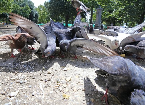 doves and pigeons flutter in the City Park to eat the crumbs