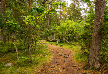 Trollwald auf Öland, Schweden