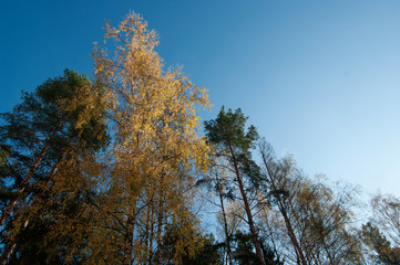 blue sky, green and yellow trees