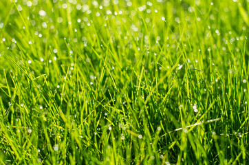 green grass in summer