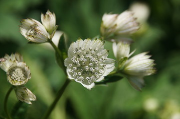 white flowers on blurry background