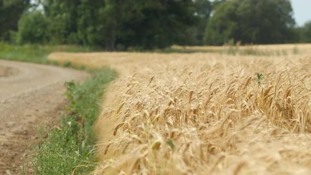 Ripe cornfield on a country roadside waving in a hot summer wind