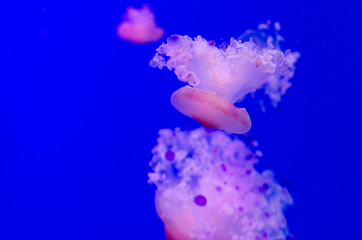 Group of light blue jellyfish.